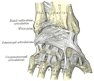 Anatomie osseuse du poignet et de la main - Membre-Superieur